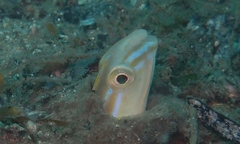 Xiphasia setifer