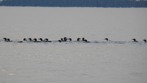 Common Loon