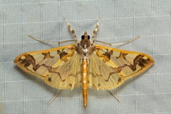 Polythlipta divaricata