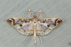 Polythlipta