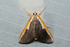 Pylartes subcostalis