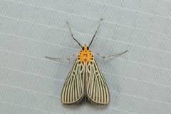 Tyspanodes exathesalis