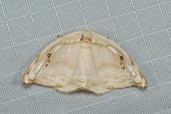 Callidrepana gelidata