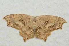 Hyalospectra altipustularia