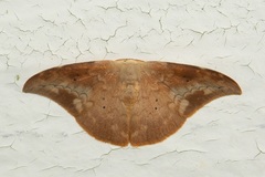 Strepsigonia quadripunctata