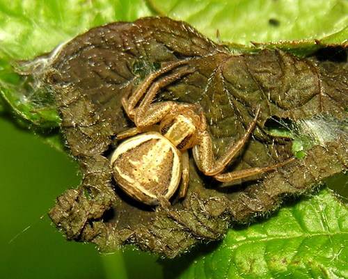 Guobinis krabvoris nuotrauka