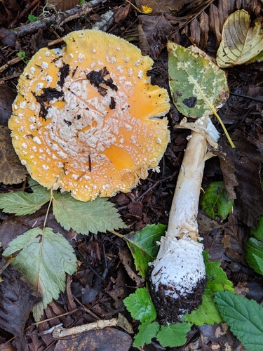 Sunshine Amanita