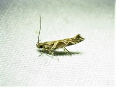Aristotelia fungivorella