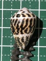 Conus chaldaeus