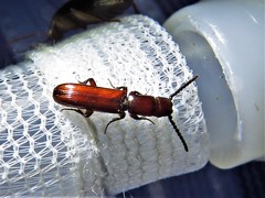 Taphroscelidia linearis