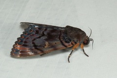 Arcte modesta