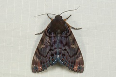 Arcte modesta