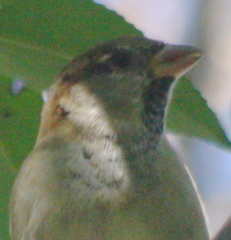 Passer domesticus