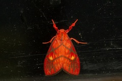Sarbine flavodiscalis