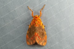 Barsine rosistriata