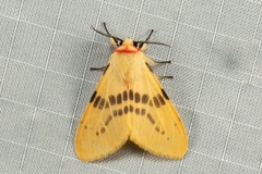 Lemyra bornemontana