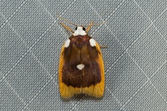Lobobasis niveimaculata