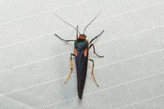 Monosyntaxis holmanhunti