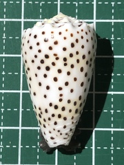 Conus pulicarius