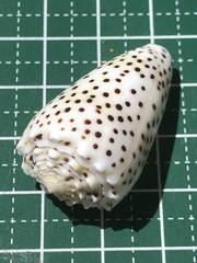 Conus pulicarius