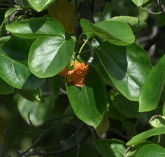 Cordia subcordata