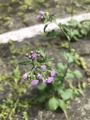 Cyanthillium cinereum