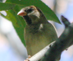 Passer domesticus