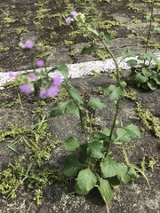 Cyanthillium cinereum