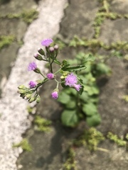 Cyanthillium cinereum