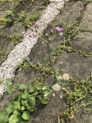 Cyanthillium cinereum