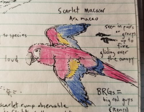 Scarlet Macaw (Ara macao)