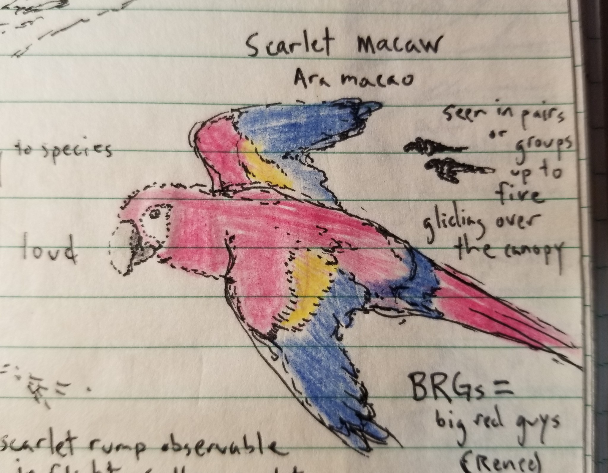 Scarlet Macaw illustration