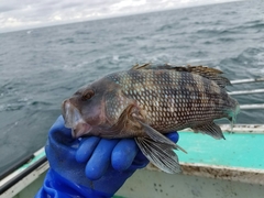 Centropristis striata