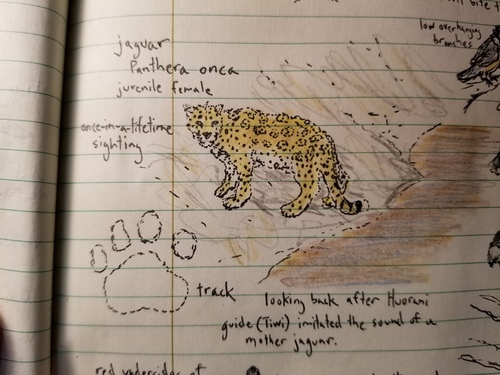 Jaguar (Panthera onca)