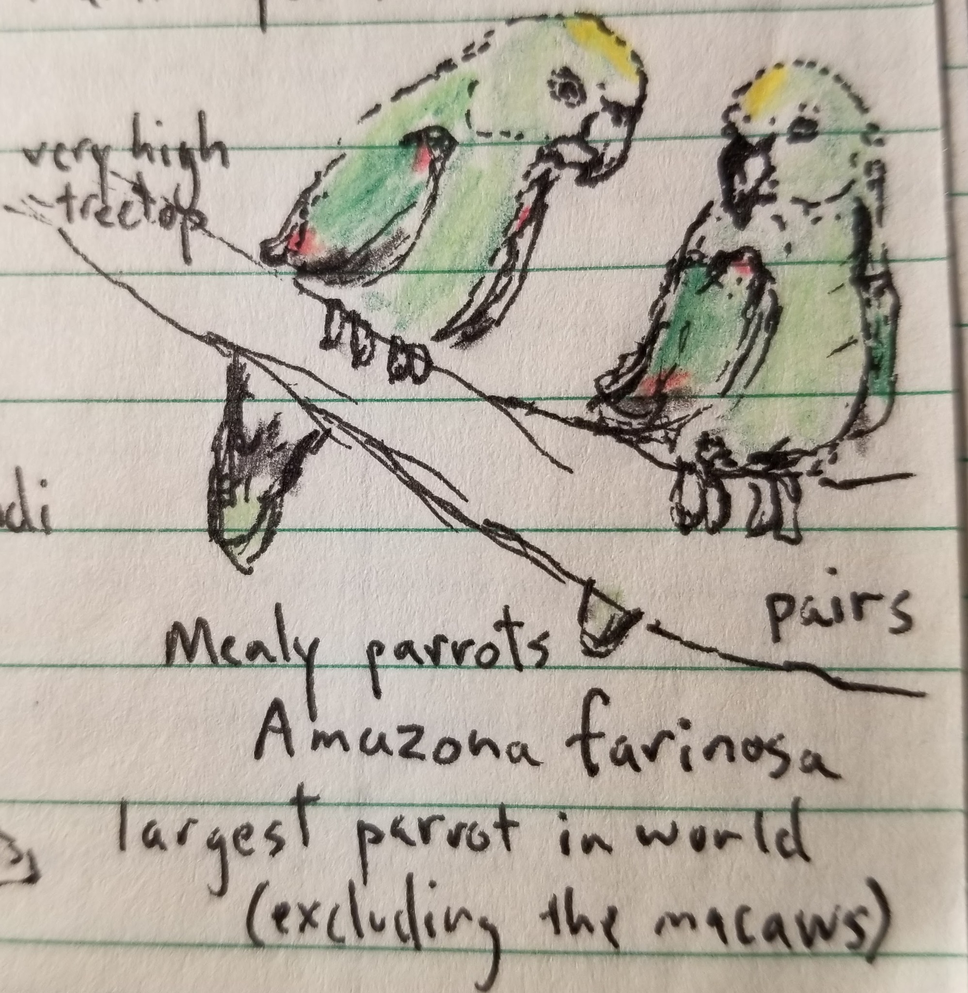 Yellow-crowned Amazon (Amazona ochrocephala)