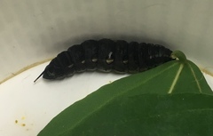 Theretra oldenlandiae