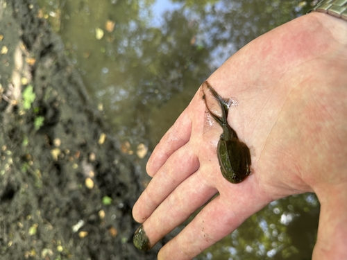 European Tadpole Shrimp