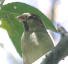 Passer domesticus