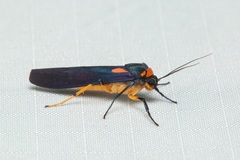 Monosyntaxis holmanhunti