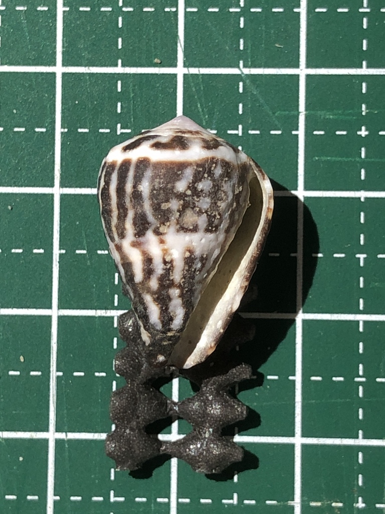 Astrologer's cone