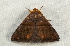 Buzara onelia