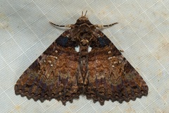 Daddala quadrisignata