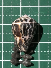 Conus chaldaeus