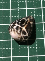 Conus chaldaeus