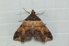 Bertula abjudicalis