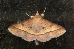 Hypospila bolinoides