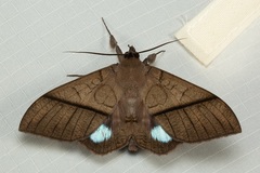 Ischyja hagenii