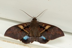 Ischyja inferna