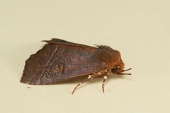 Lineopalpa orsara