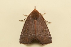 Lineopalpa orsara